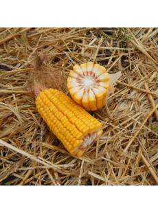 Семена кукурузы ГКТ 288