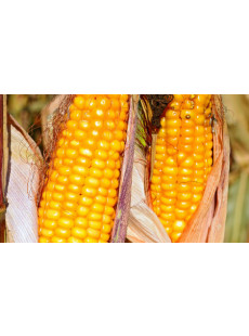 Семена кукурузы ГРАН 310